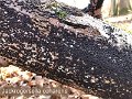 Jackrogersella coharens-amf122-1